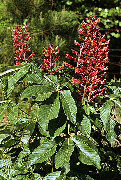 Red Buckeye
