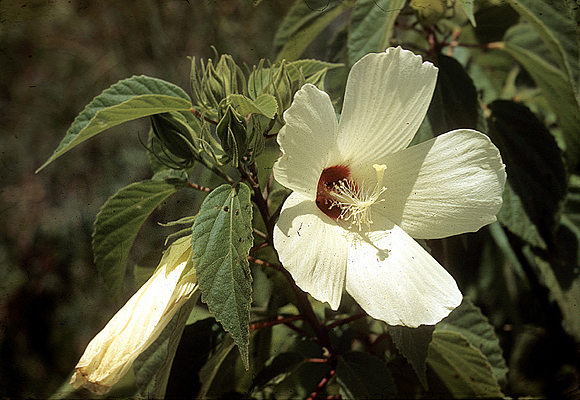 Woolly Rose-mallow - Hibiscus lasiocarpos