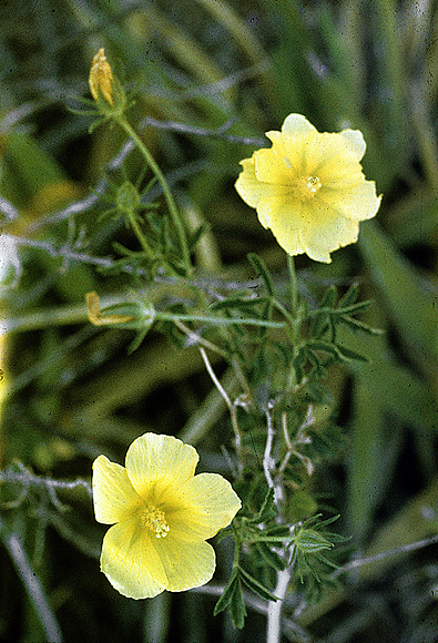 Desert Rose-mallow
