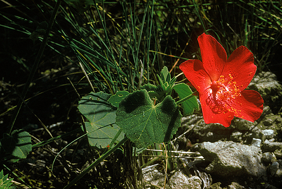 Tulipan del Monte