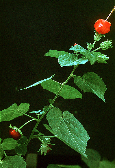 Turk’s-cap