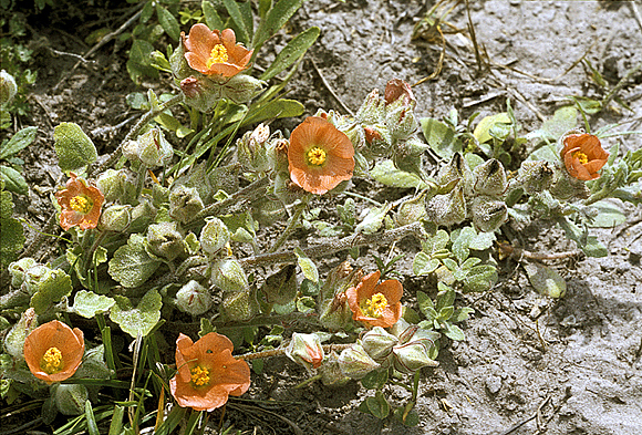 Woolly Globe-mallow