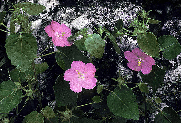 Rock Rose