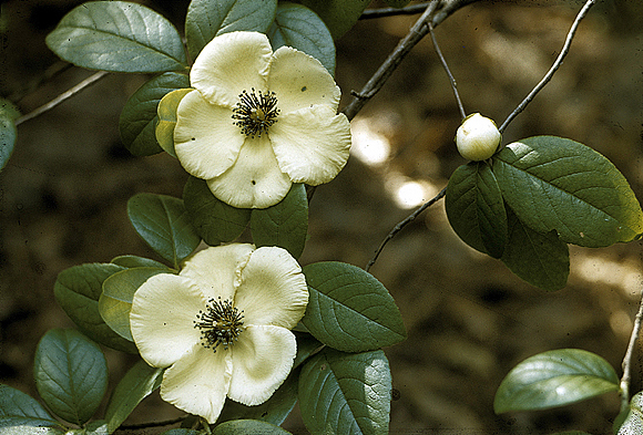 Silky Camellia