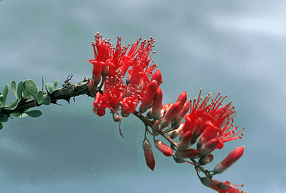 Ocotillo