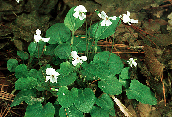 Primrose-leaved Violet