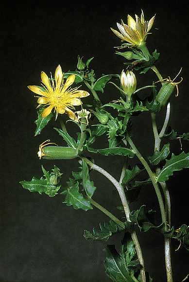 Prairie Stickleaf