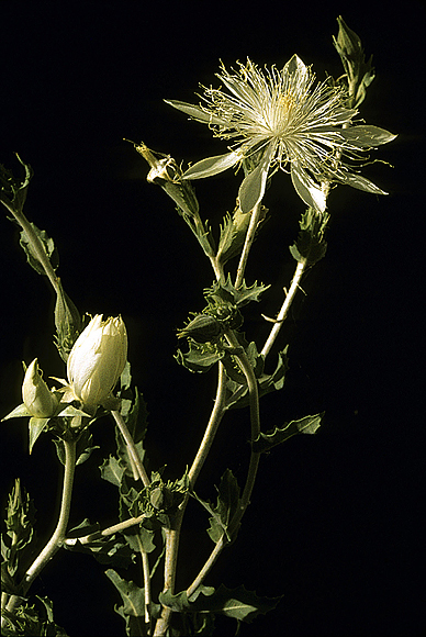 Bractless Mentzelia