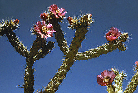 Tree Cholla