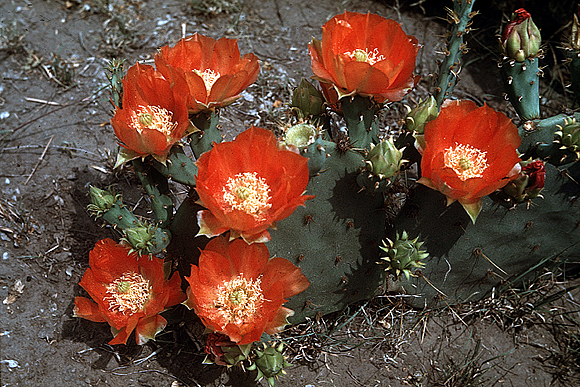 Nopal Prickly-pear cactus - Opuntia engelmannii var. lindheimeri