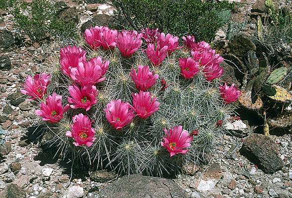 Strawberry Cactus