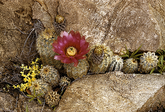 Lace Cactus