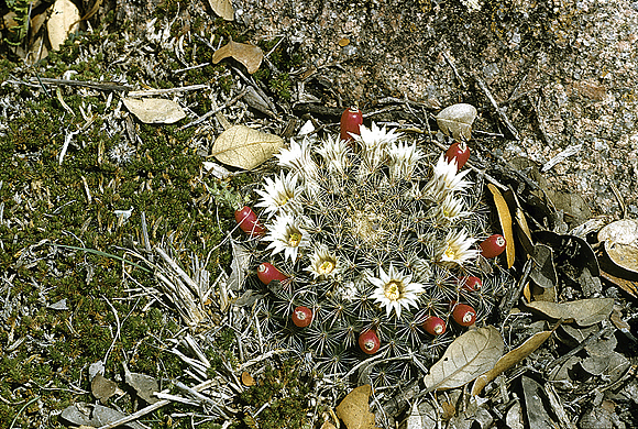 Little Nipple Cactus - Mammillaria heyderi