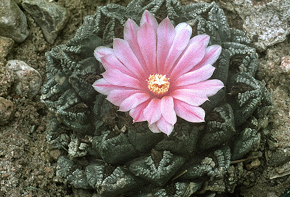 Living-rock Cactus - Ariocarpus fissuratus