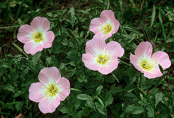 Showy Primrose - Oenothera speciosa
