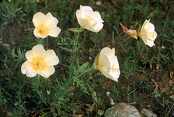 Showy Evening Primrose