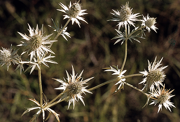 Mexican-thistle - Eryngium heterophyllum