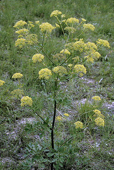 Prairie Parsley