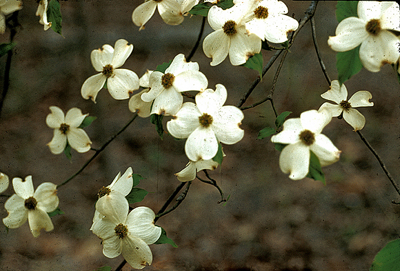 Flowering Dogwood