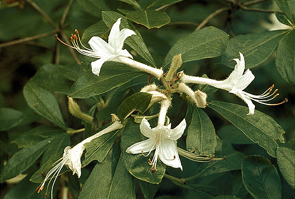 White Azalea