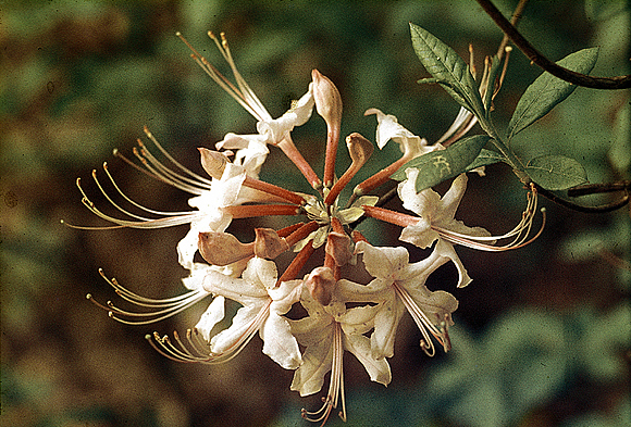 Hoary Azalea