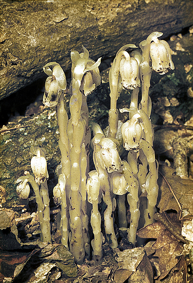 Indian-pipe - Monotropa uniflora