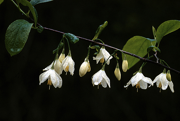 Snowdrop Tree