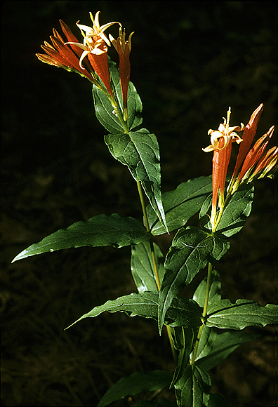 Indian-pink - Spigelia marilandica