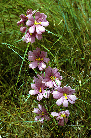 Pinewoods Rose-gentian