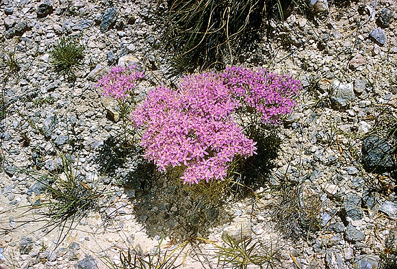 Rock Centaury