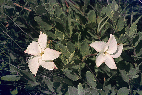 Flor de San Juan