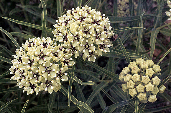 Antelope-horns - Asclepias asperula