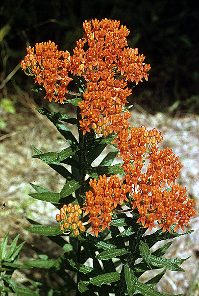 Butterflyweed