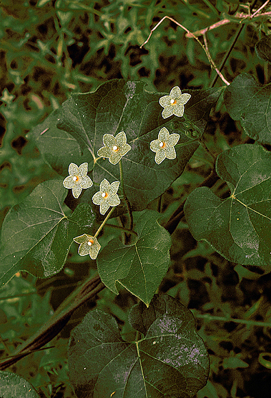 Net-vein Milkvine - Matelea reticulata