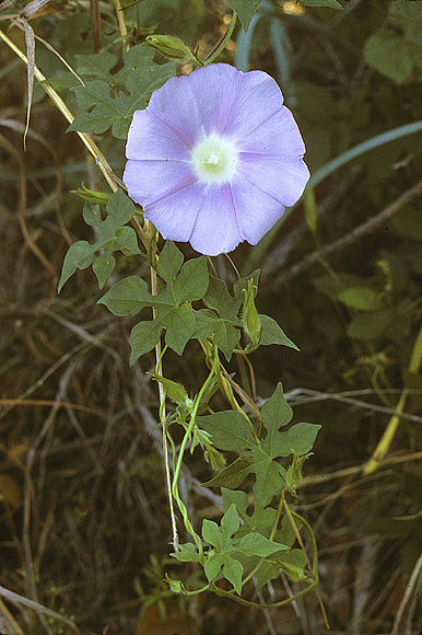 Lindheimer’s Morning Glory