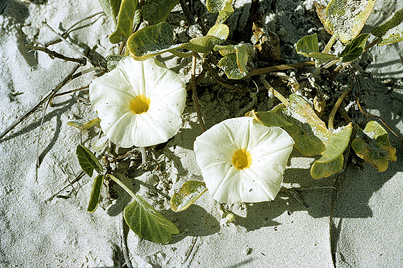 Beach Morning Glory