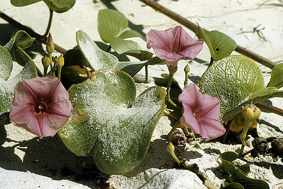 Railroad Vine