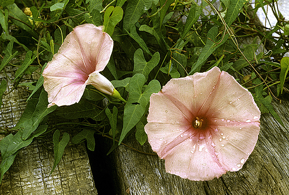 Salt-marsh Morning Glory
