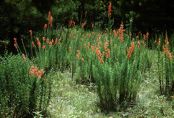 Texas Plume