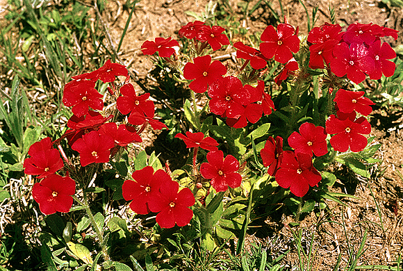 Red Phlox - Phlox drummondii var. drummondii