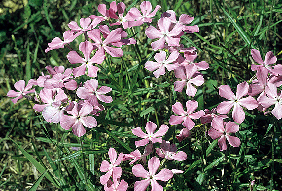 Downy Phlox