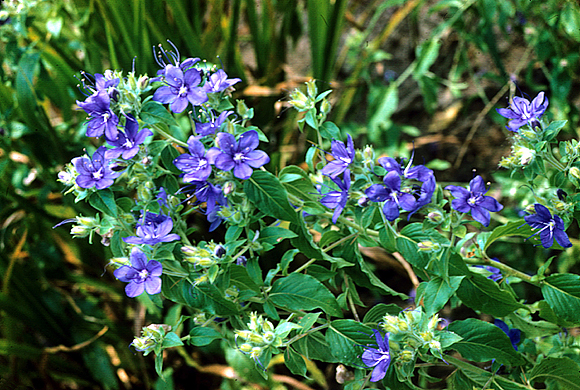 Hairy Hydrolea