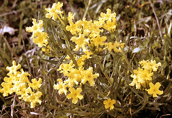 Narrow-leaf Gromwell - Lithospermum incisum