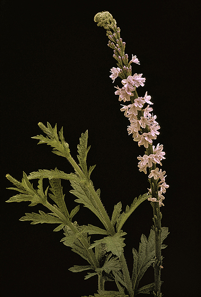 Gulf Vervain