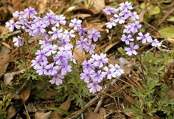 Rose Vervain