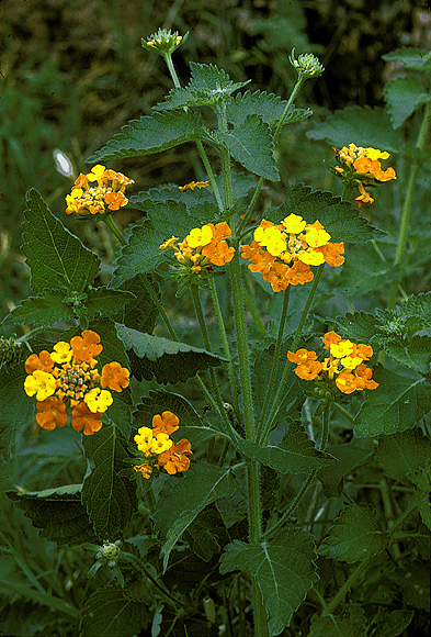 Common Lantana