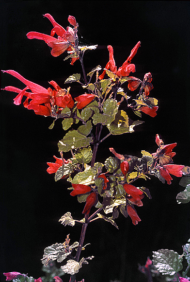 Mountain Sage - Salvia regla