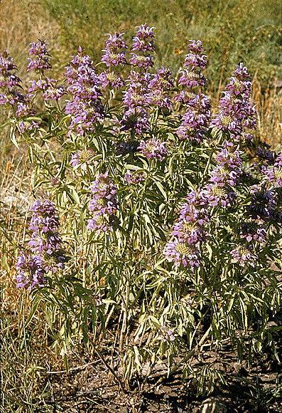 Lemon Beebalm