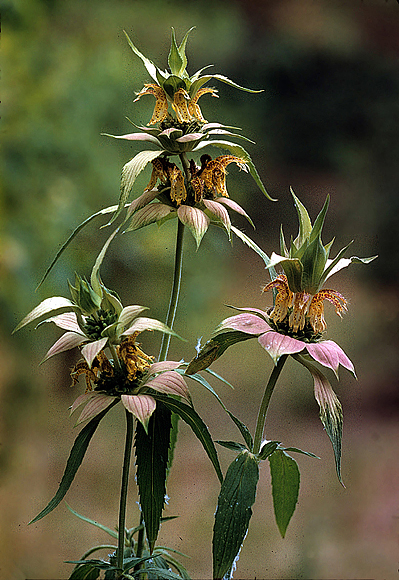 Spotted Beebalm