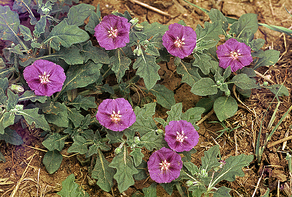 Purple Ground Cherry - Quincula lobata